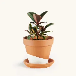 Ficus Elastica Rubber variegated