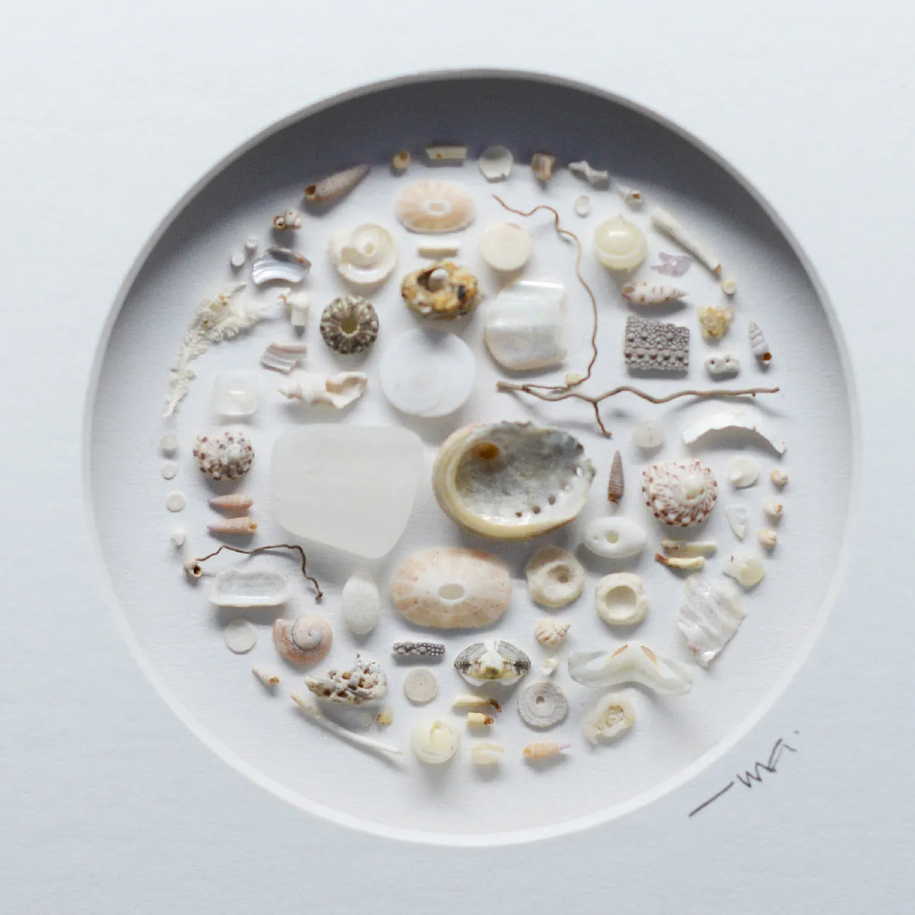 Muted Toned Shells Shadowbox Art