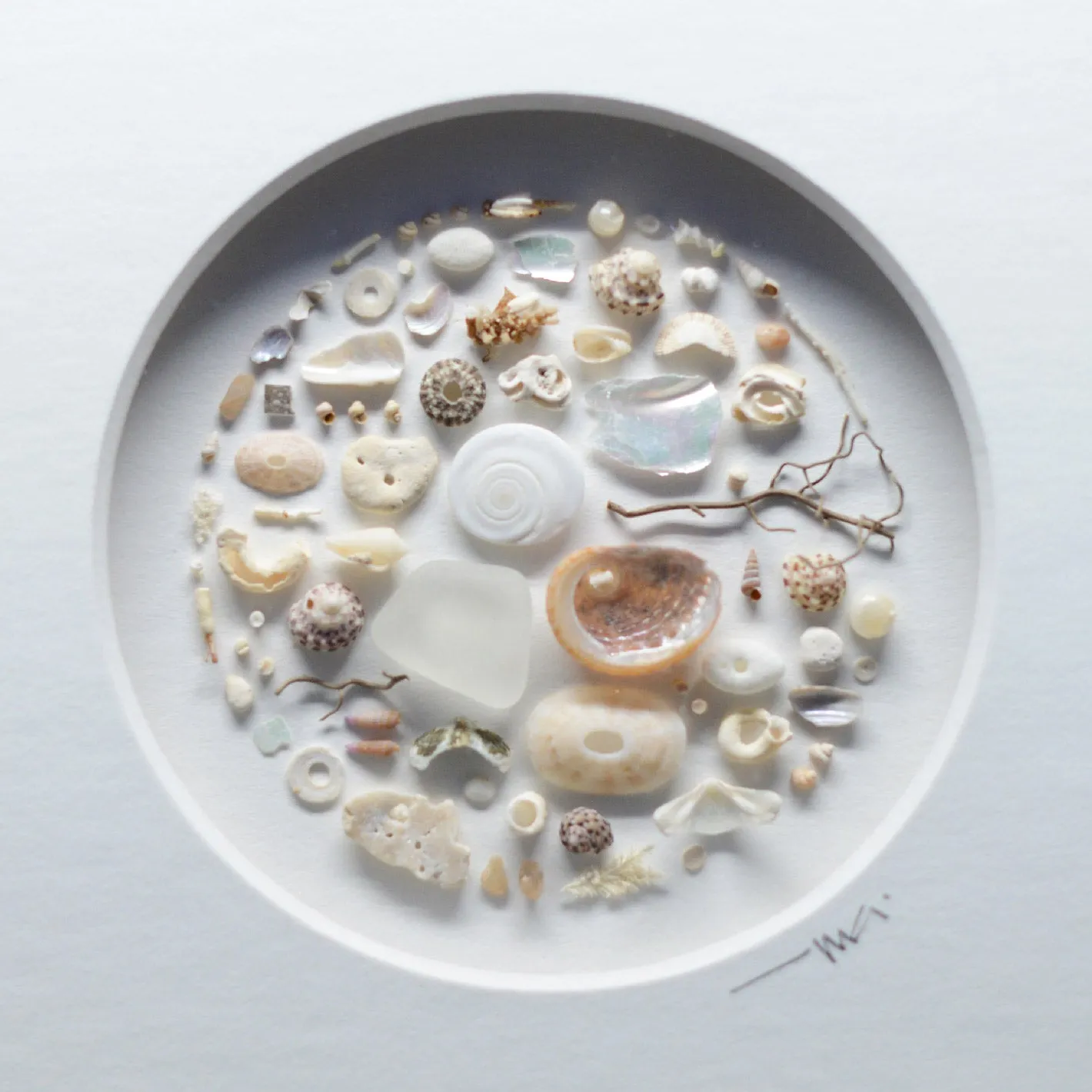 Muted Toned Shells Shadowbox Art