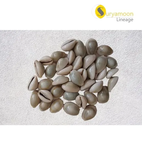 Suryamoon, Gray Cowries, Seashells Diwali Pooja Article Kaudi Shells Natural Gray Piece of-21(Pack of-2)